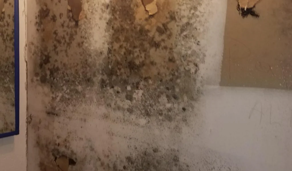 environmental remediation services in Arizona for professional mold remediation