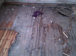 Comparison of black mastic removal on wood floor